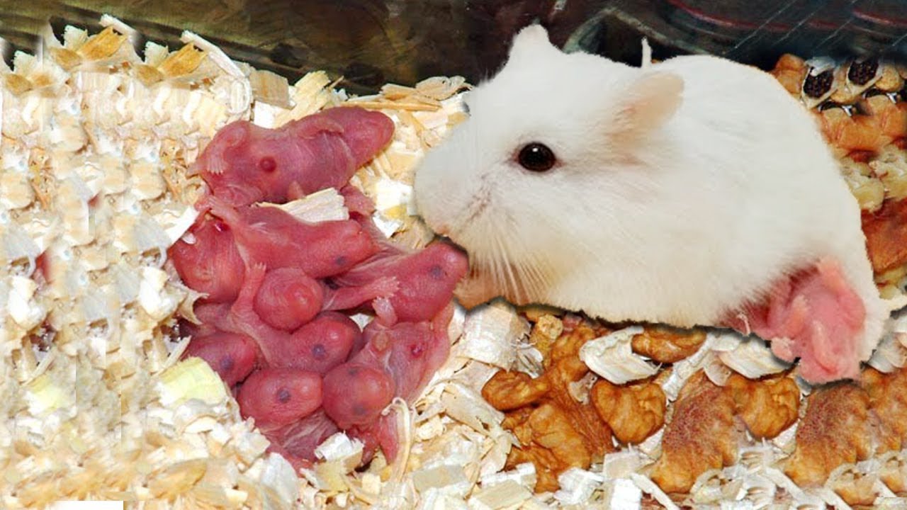 Japanese milf orgy hamster