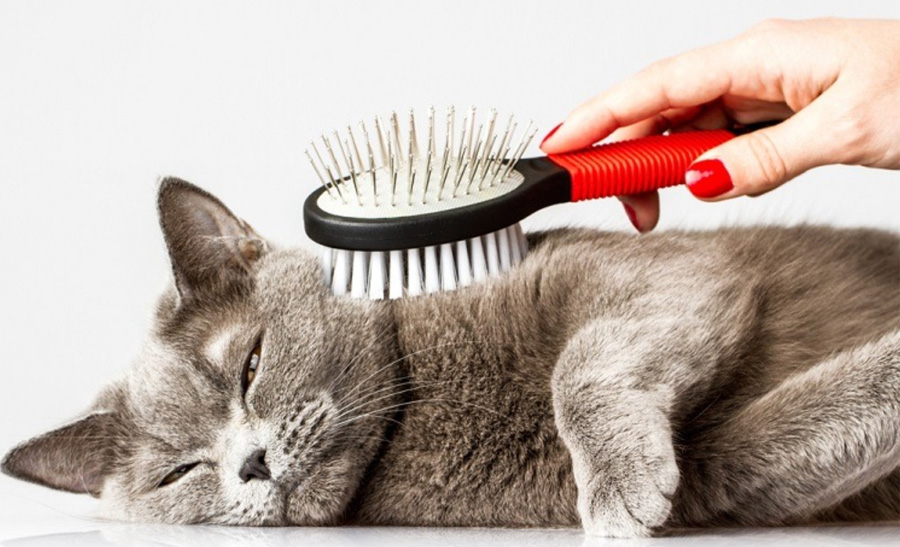 7 Mistakes to Avoid When Brushing A Cat for Beginners Animal Lova