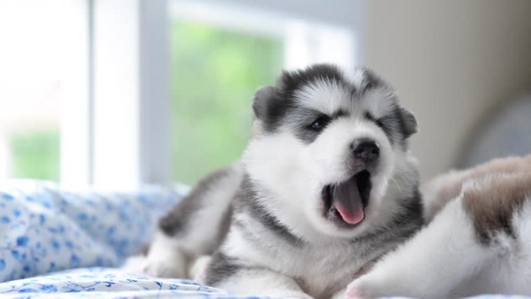 7 Method to Raise and Tame your Siberian Husky's Puppy