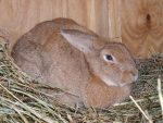 pregnant rabbit