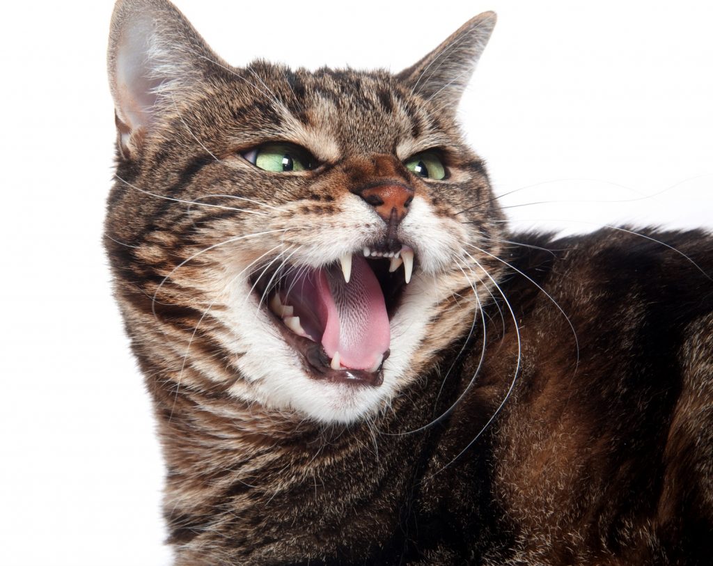 9 Early Symptoms of Rabies In Cats (must know!) Animal Lova