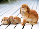 adopting bunny