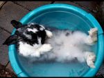 bathe rabbit
