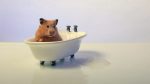 bathing hamster