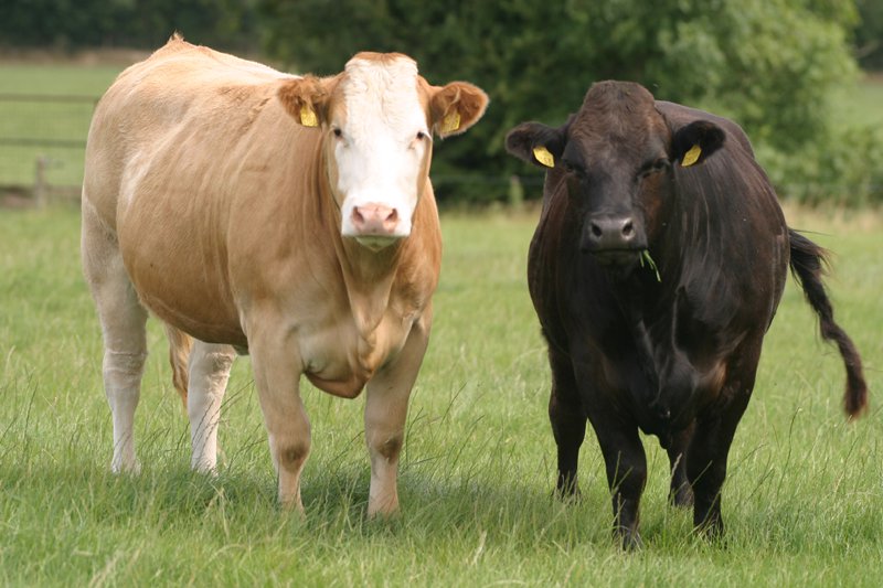 4 Guide to Take Care of Beef Cattle - Animal Lova