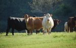 cattle farming