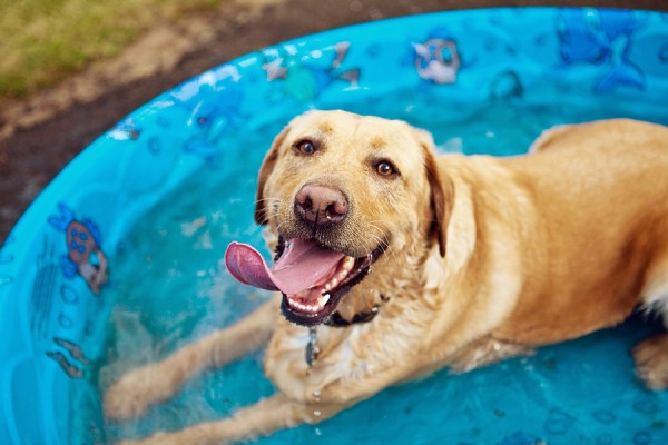 12 Ways To Keep Your Dog Cool When In Hot Weather - Animal Lova