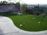 dog proof backyard