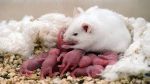 hamster eating baby