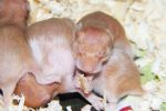 hamster pups