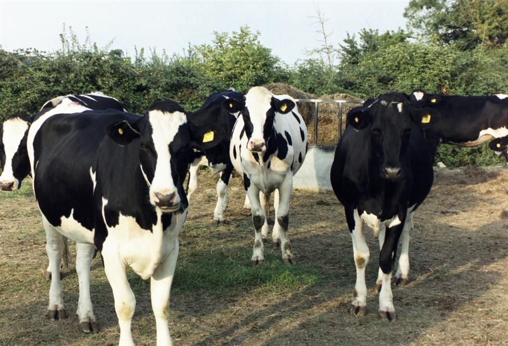 How to Develop and Manage a Small Cattle Farm - Animal Lova