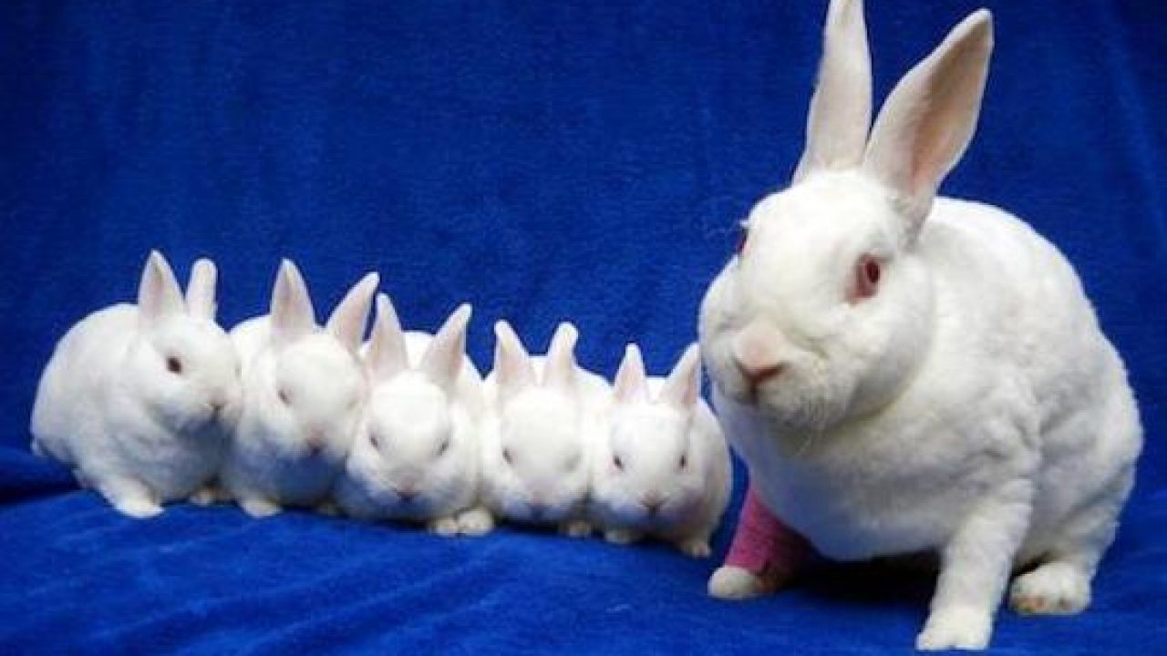 9 Important Tips To Take Care Of Mother Rabbit After Giving Birth Animal Lova