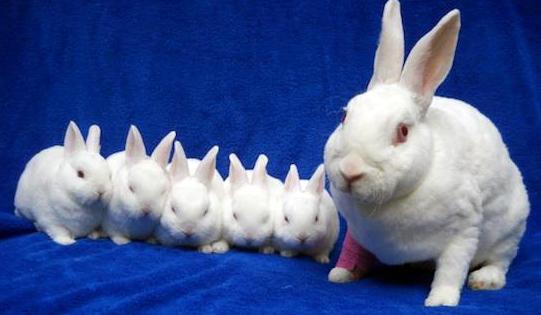 mother rabbit with babies