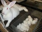 rabbit gives birth