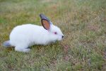 rabbit playing outside