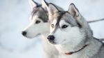 siberian husky photo