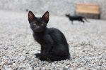 skinny black kitty