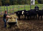 small cattle farm