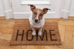 Dog Insanely Happy When the Owner Gets Home