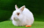 angora rabbit