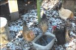 chickens water in winter