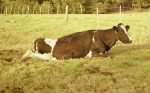 cow cant stand up