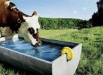 cow drink water