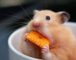 hamster eating