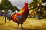 healthy rooster