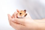 hold hamster correctly