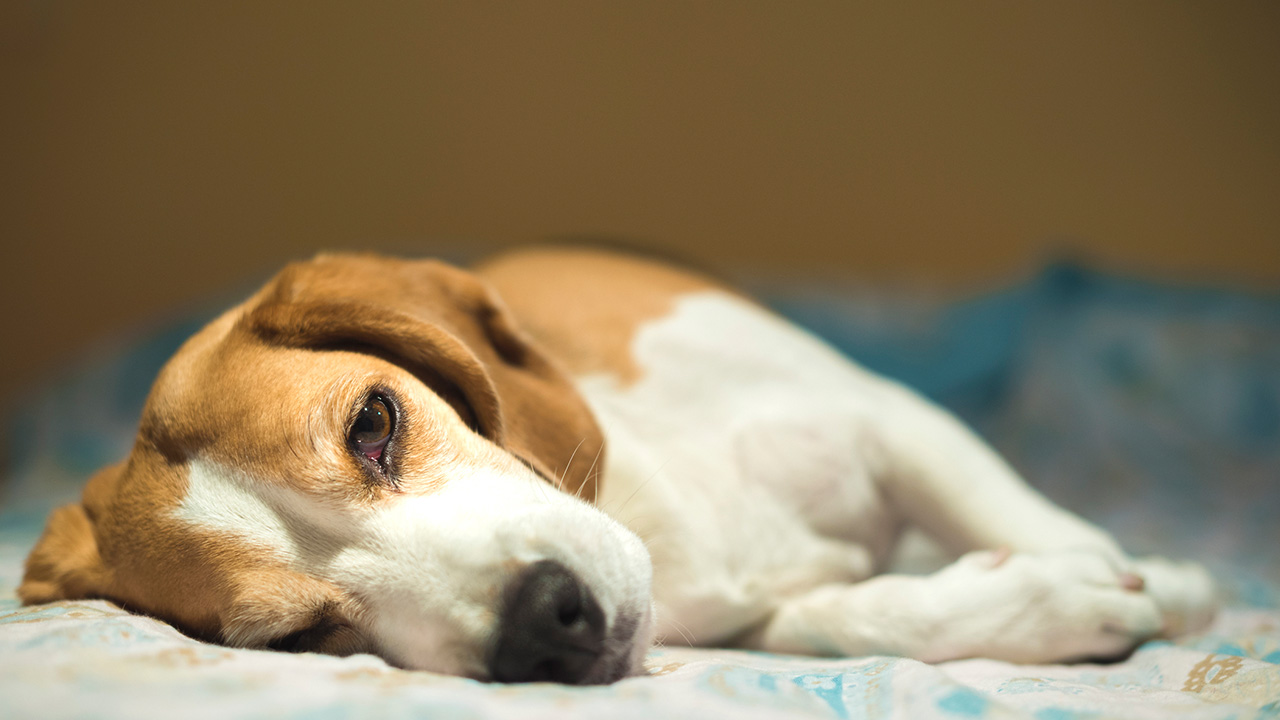 25 Reasons Your Dog is Suddenly Lethargic and Weak Look closely