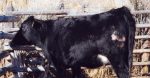 lice in cattle