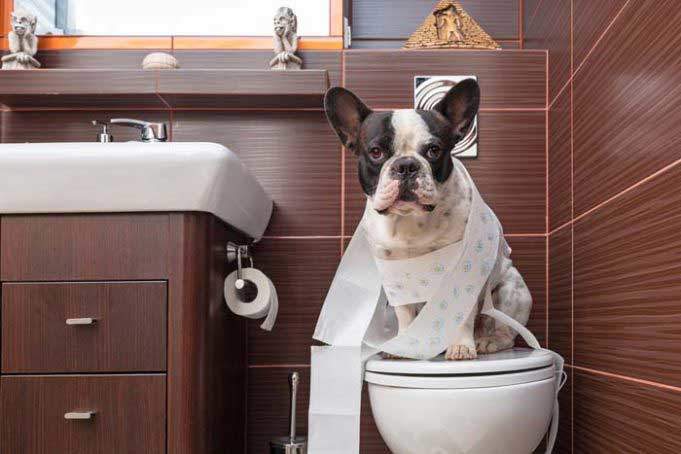 How To Potty Train Your Puppy Effectively - Animal Lova