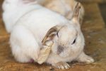 rabbit ear infection