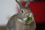 rabbit eating