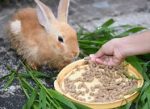 rabbit lose appetite