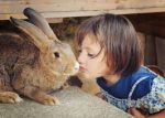 rabbit loves you