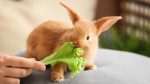 rabbit wont eat