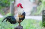 Roosters-Dont-Go-Deaf-from-Their-Own-Loud-Crowing