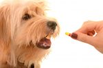 antibiotics to dog
