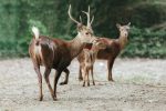 bawean deer