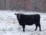 beef cow in winter