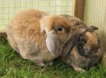 bonding 2 rabbits