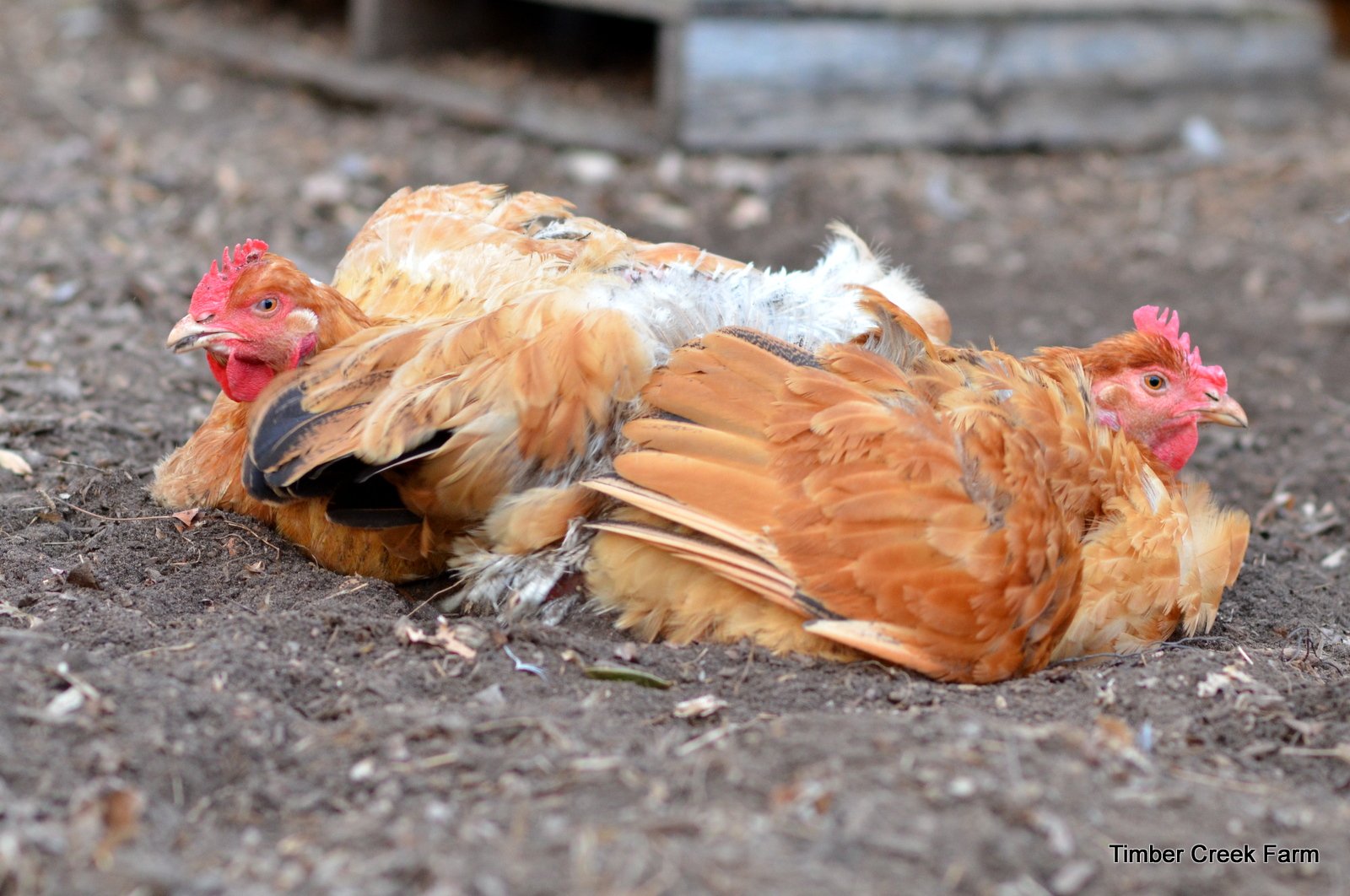 What Is The Most Common Poultry Disease