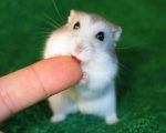 cute hamster