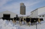 dairy cow during winter