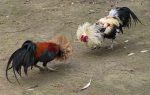 fighting chicken