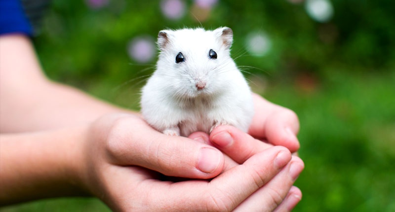 holding a hamster in closed hands