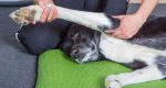 joint pain in dog