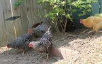 keep-chicken-cool-from-summer